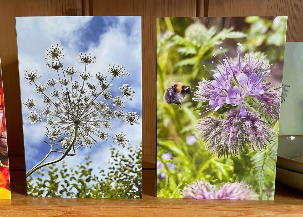 Two greeting cards standing upright, Ammi against a blue sky and a bumblebee on purple flowers