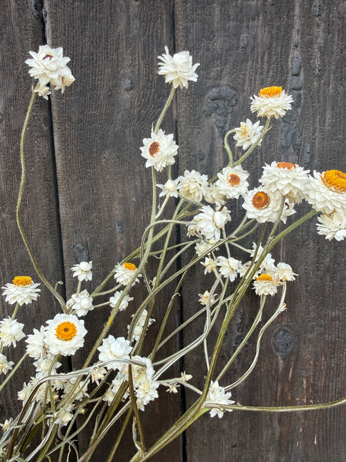 Dried Ammobium (Ammobium alatum) – white winged everlasting flowers against dark wood