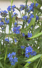 Bee gathering nectar from blue Anchusa Blue Angel flowers