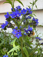 Bumblebee on Anchusa Blue Angel flowers against a white wooden wall