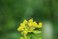 Ant Control Nematodes – ant on a small yellow flower against a green background