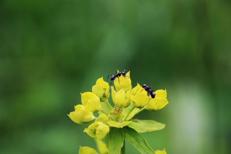 Ant Control Nematodes – ant on a small yellow flower against a green background