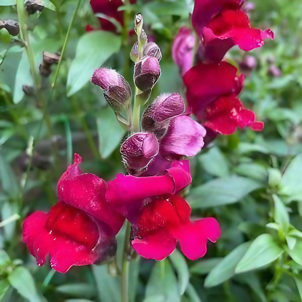Close-up of magenta Antirrhinum Crown Mixed snapdragon blooms