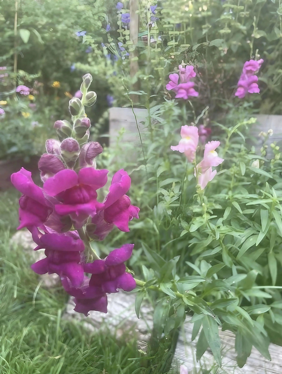 Magenta and pale pink Antirrhinum Crown Mixed among green leaves
