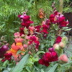 Red, orange and pink Antirrhinum Crown Mixed snapdragons