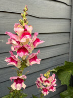 Pink and white Antirrhinum Lucky Lips spikes in front of a dark grey fence