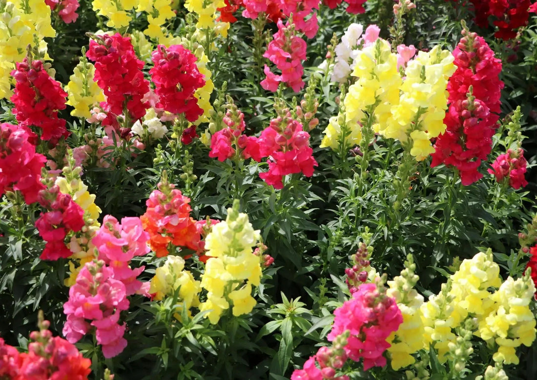 Antirrhinum Sonnet Mix - Bishy Barnabees Cottage Garden Ltd