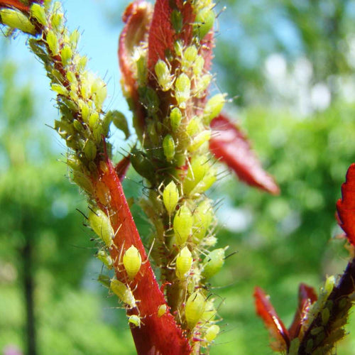 Green aphids clustered on a red rose stem