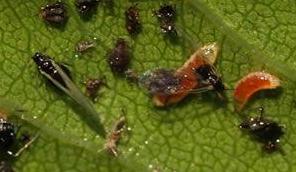 Close-up of aphid midge larvae feeding among aphids on a green leaf