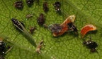 Close-up of aphid midge larvae feeding among aphids on a green leaf