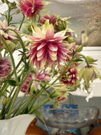 Pink and yellow Aquilegia Nora Barlow flowers in a white vase