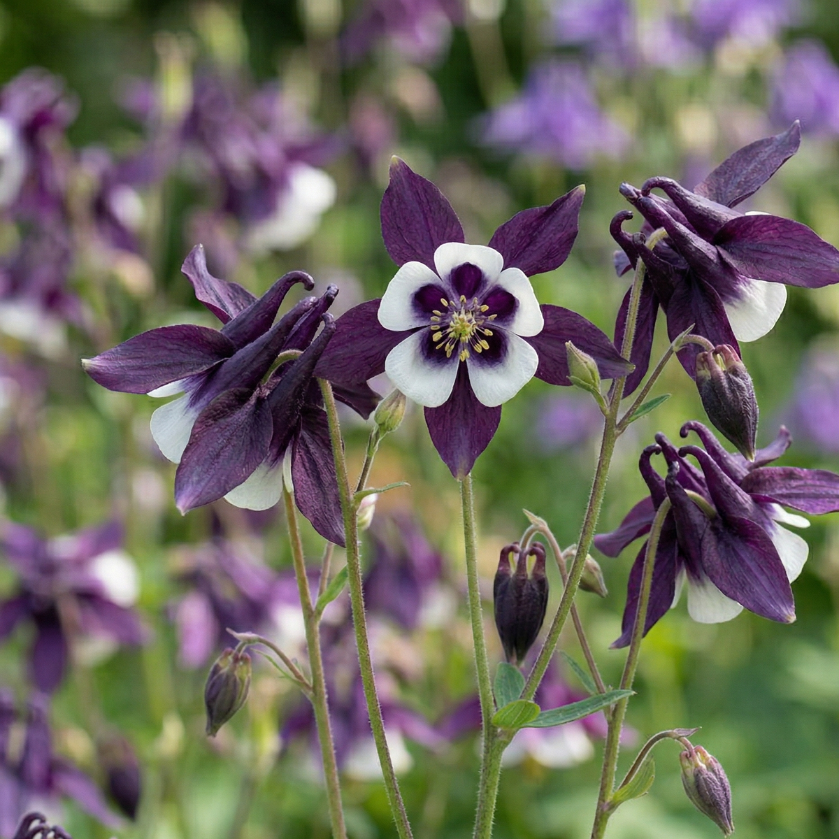 Close-up of an Aquilegia William Guinness flower with a white centre and dark purple spurs