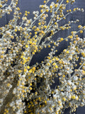 Close-up of Bishy Barnabees Cottage Garden Ltd's Artemisia Dried bunch, with yellow and white clustered flowers on thin, intertwined stems, set against a dark gray background for a detailed, textured look.