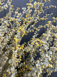 Close-up of Bishy Barnabees Cottage Garden Ltd's Artemisia Dried bunch, with yellow and white clustered flowers on thin, intertwined stems, set against a dark gray background for a detailed, textured look.