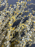 Artemisia Dried - Bishy Barnabees Cottage Garden Ltd