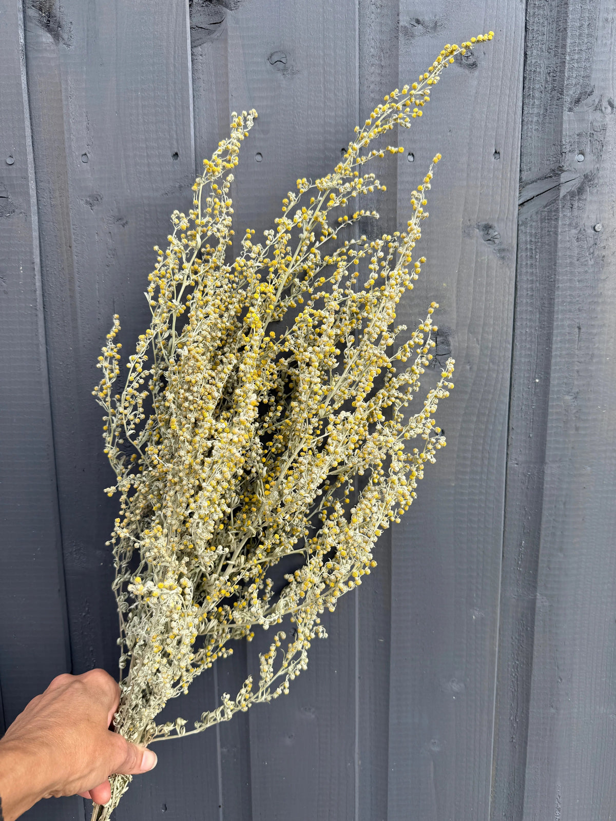 Hand holding a bundle of dried Artemisia with yellow flowers against a grey wooden wall
