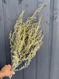 A hand holds a bundle of Artemisia Dried by Bishy Barnabees Cottage Garden Ltd, their delicate yellow blossoms standing out against a dark gray wooden wall.
