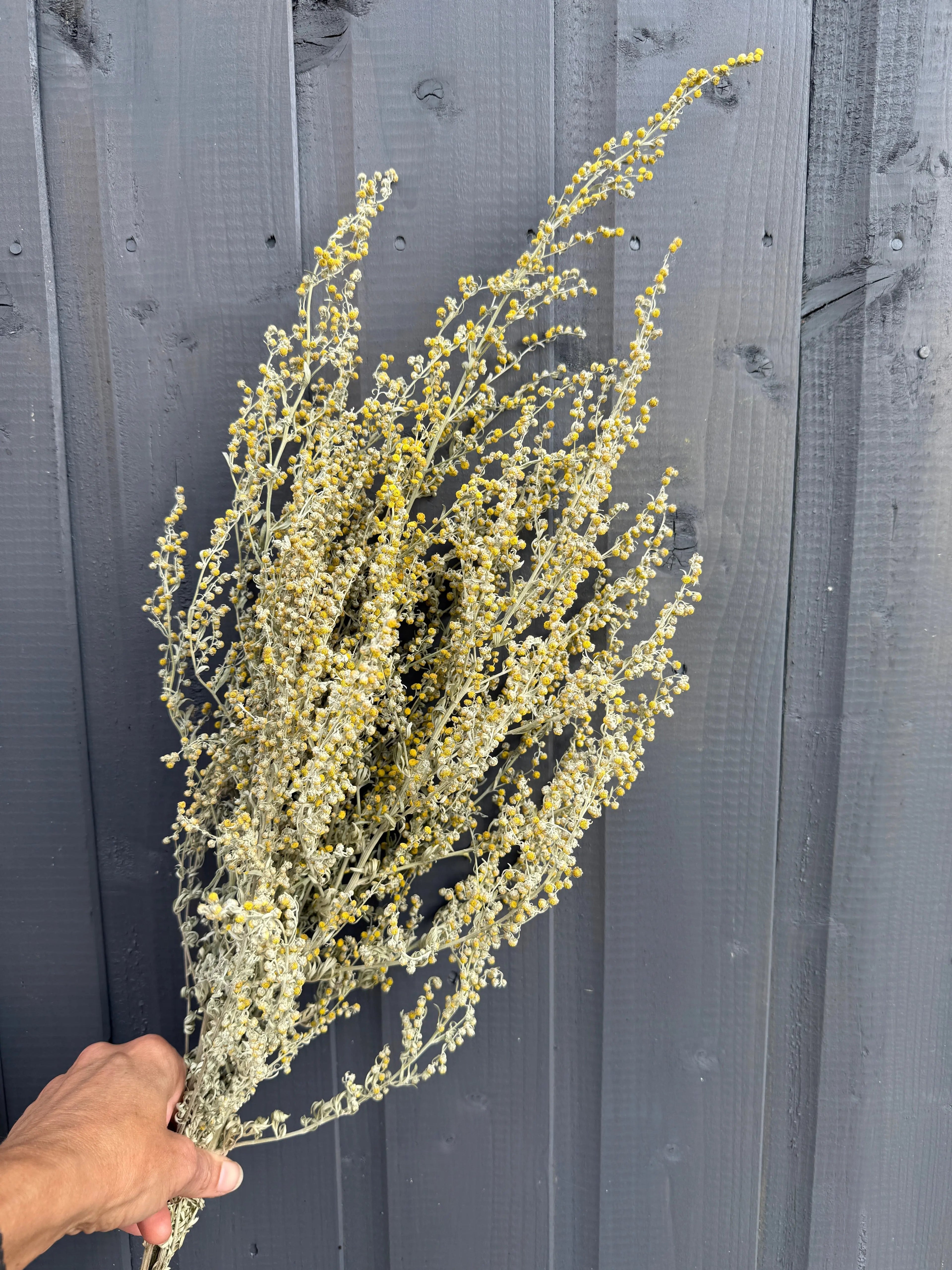 Artemisia Dried - Bishy Barnabees Cottage Garden Ltd