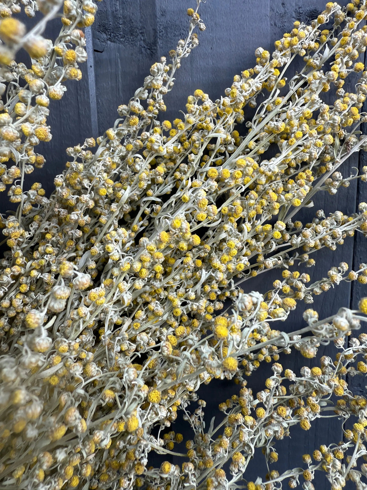 Close-up of dried yellow Artemisia flower heads on thin stems against dark wood