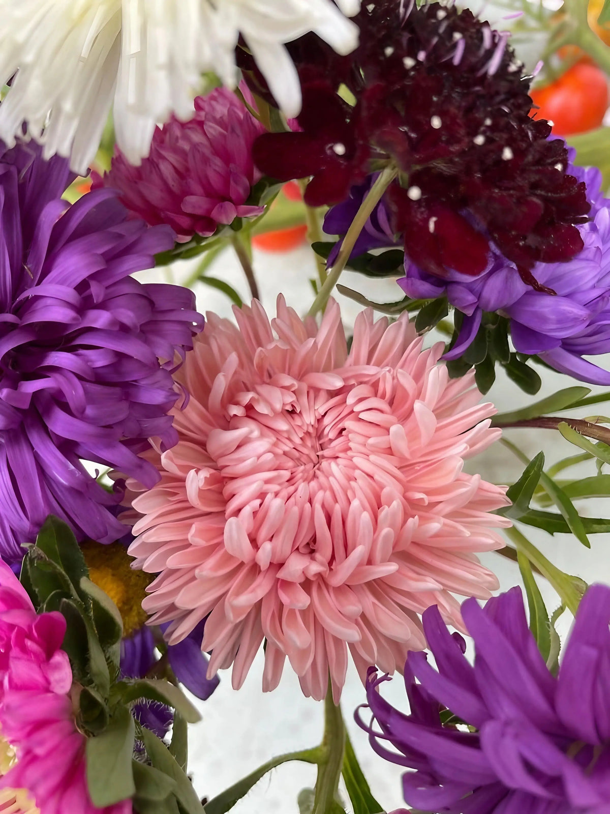 Pink, purple, white and dark red Aster Duchess Mixed stems on a light background