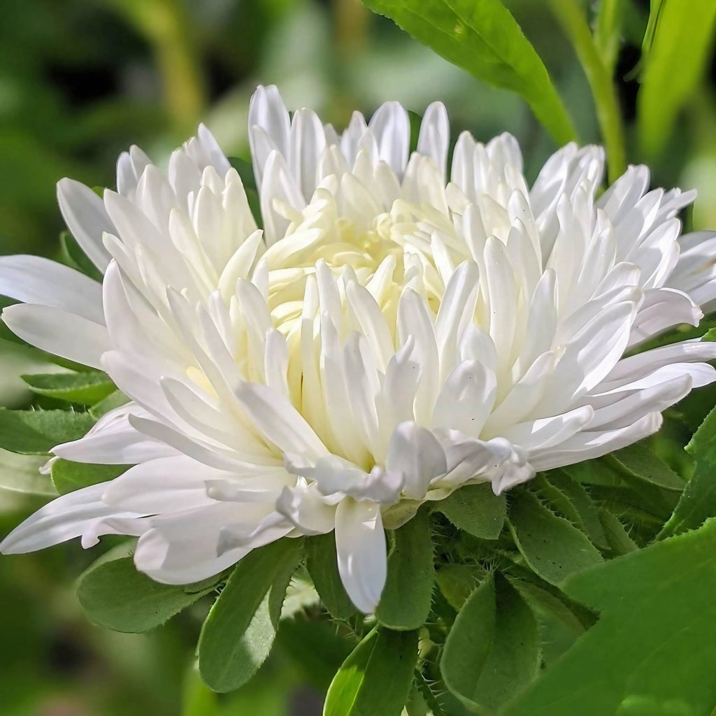 Fully open Aster Duchess Mixed bloom with long slender petals