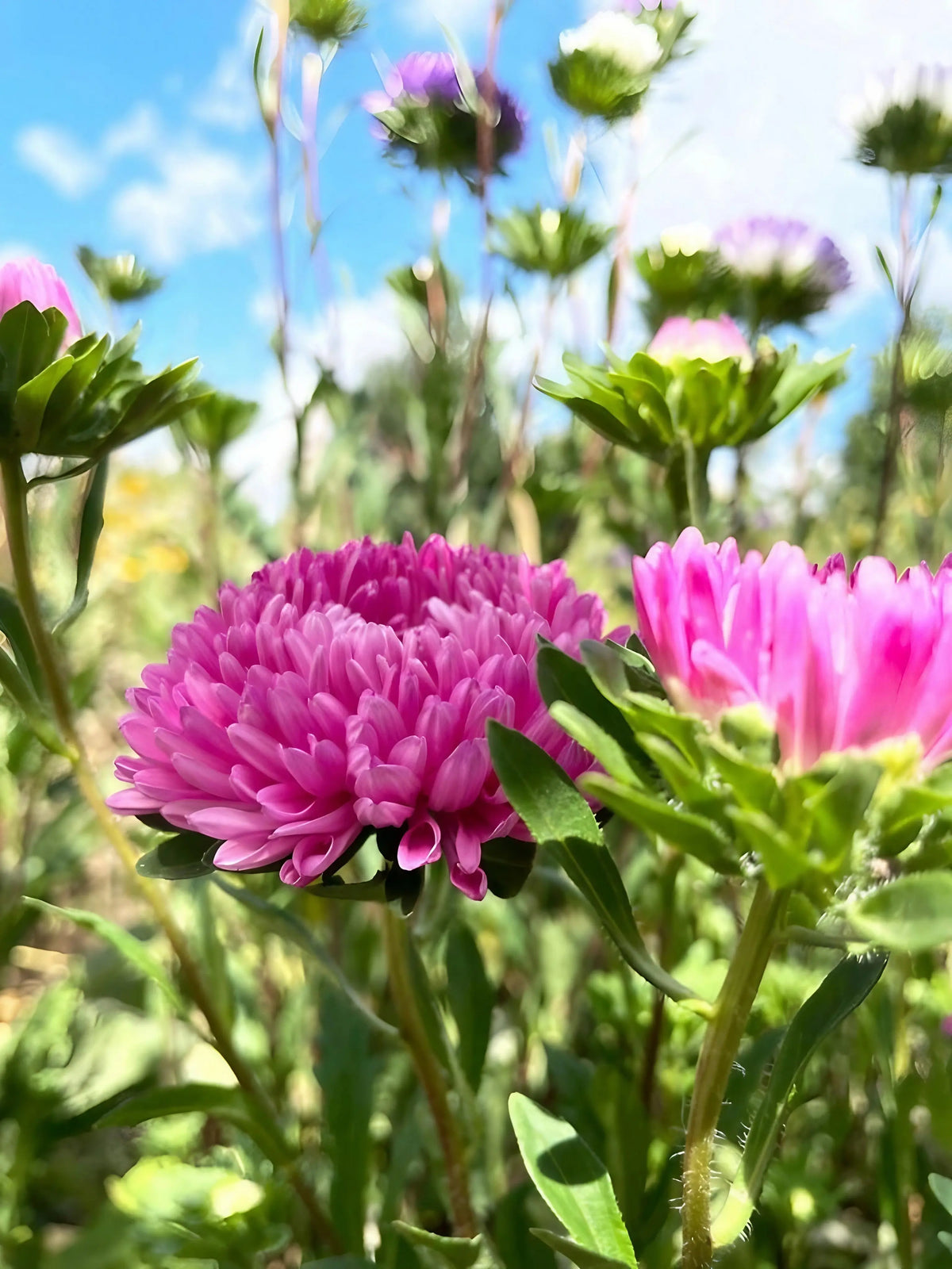 Pink Aster Duchess Mixed blooms in sunlight with a blue sky behind