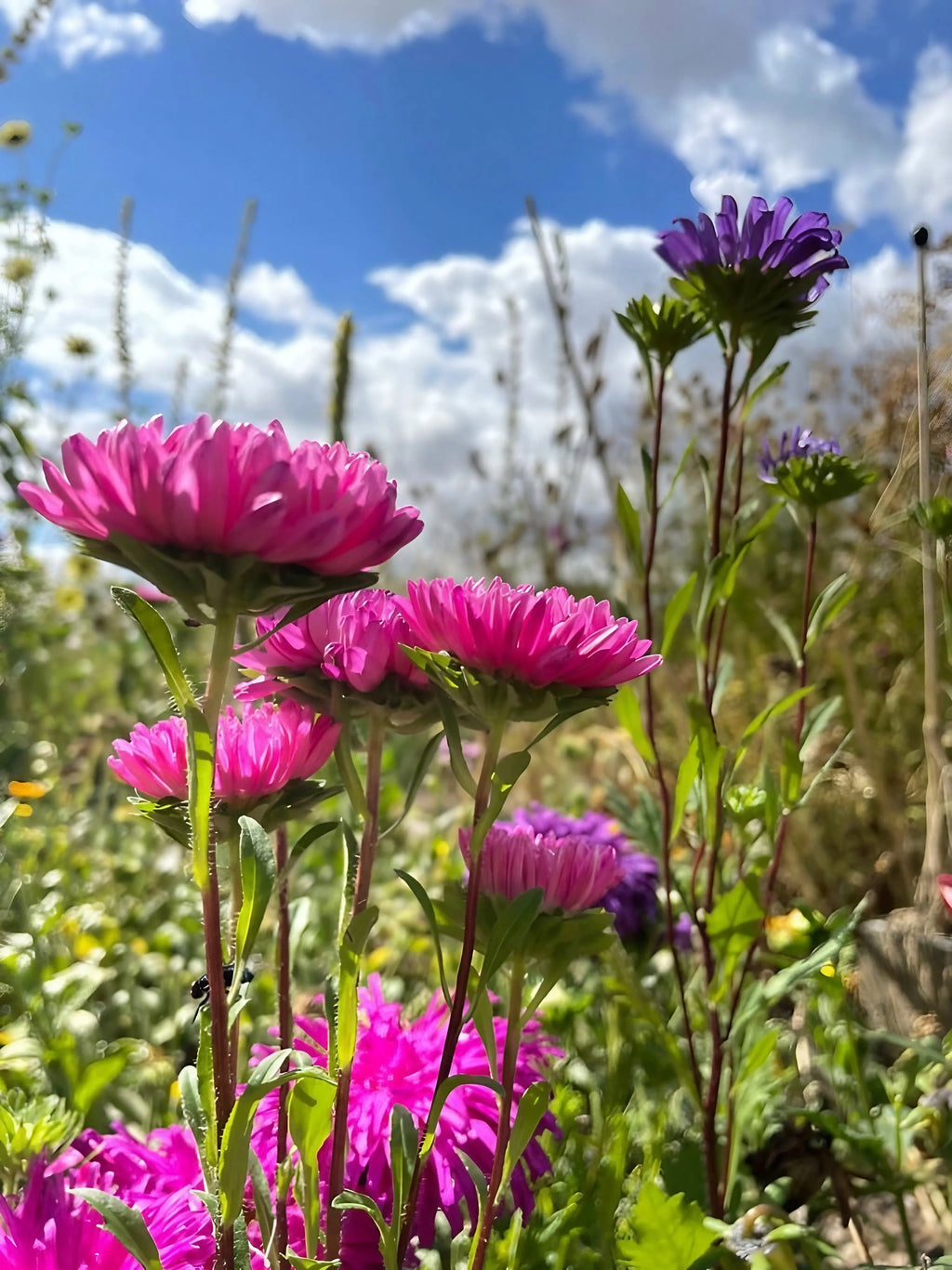 Bed of pink and purple Aster Duchess Mixed seen from below against a blue sky