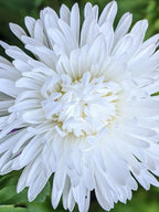 Close-up of an Aster Duchess Mixed flower with layered petals