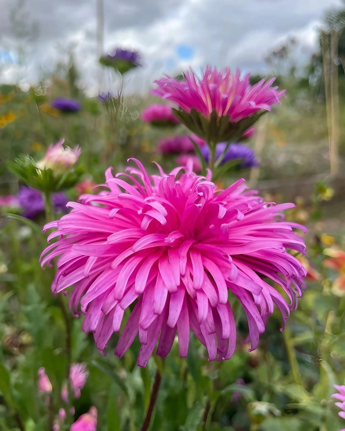 Aster Ostrich Plume (Callistephus chinensis) – pink feathery bloom under a cloudy sky