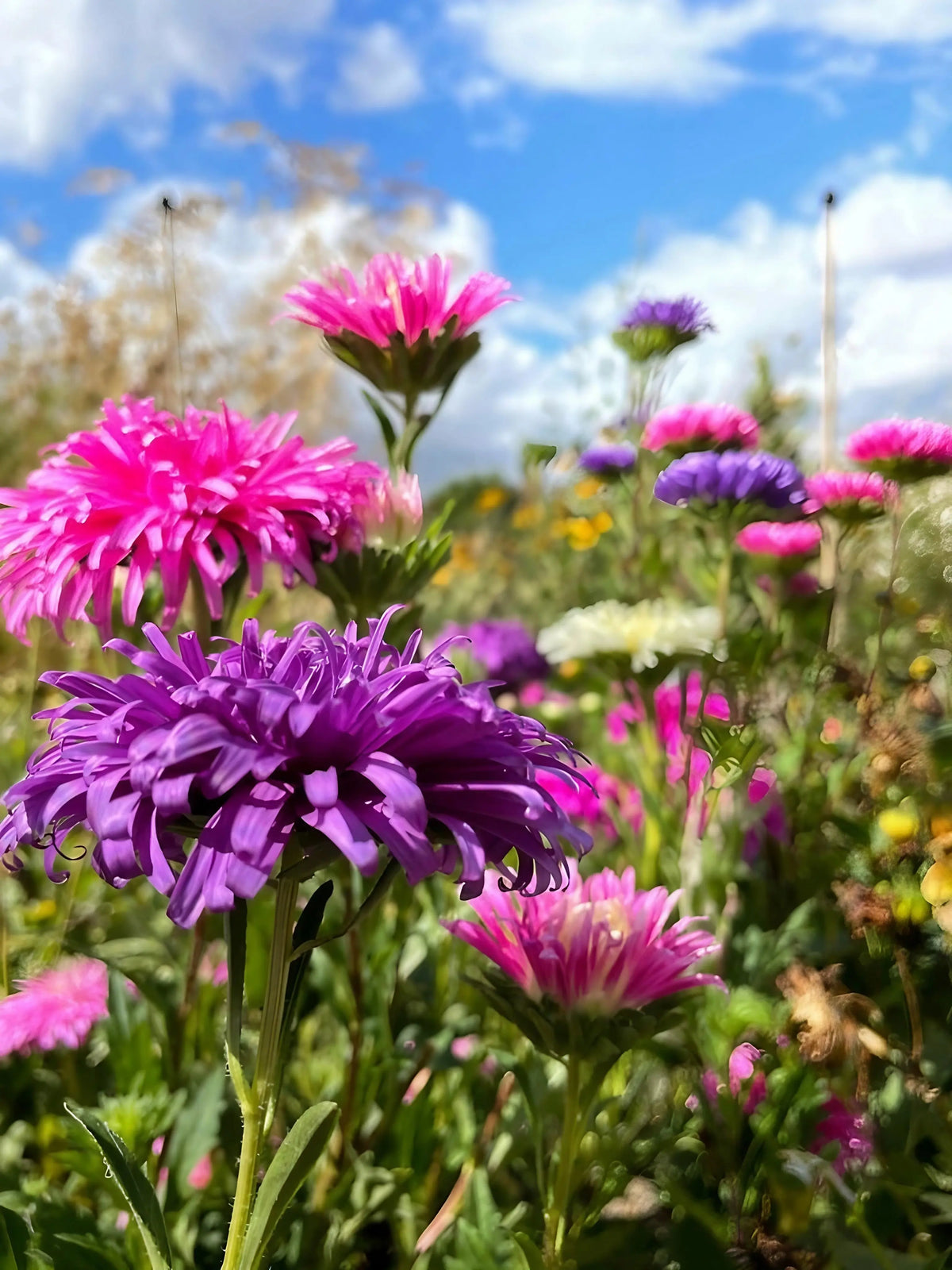 Purple, pink and white Aster Ostrich Plume flowers under a blue sky