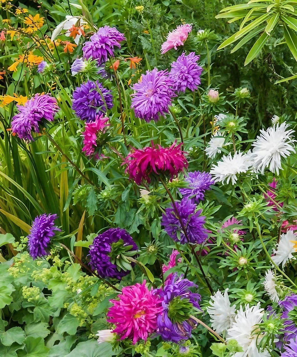 Aster Ostrich Plume in purple, pink, white and magenta among green foliage