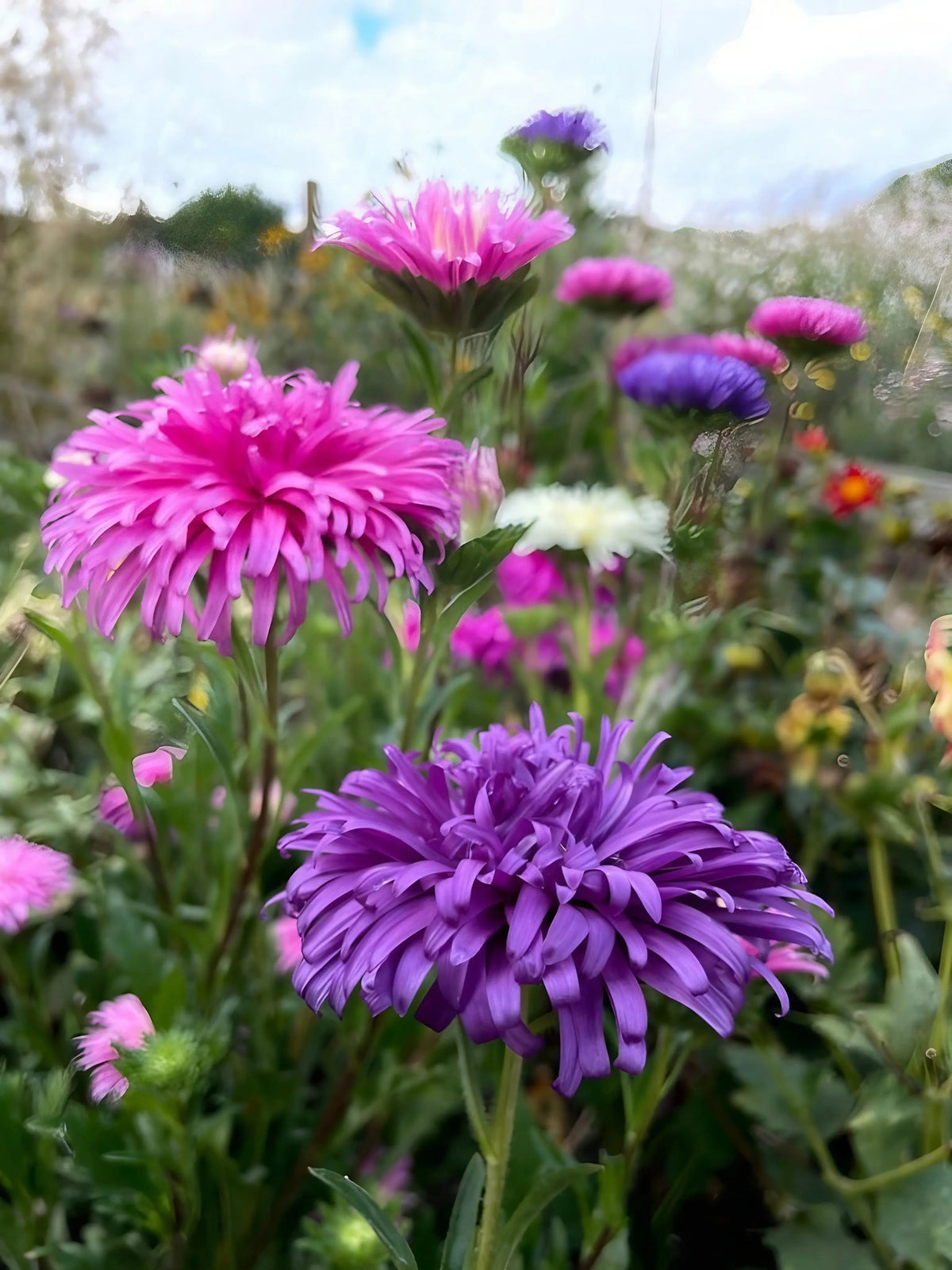 Close-up of purple and pink Aster Ostrich Plume flowers