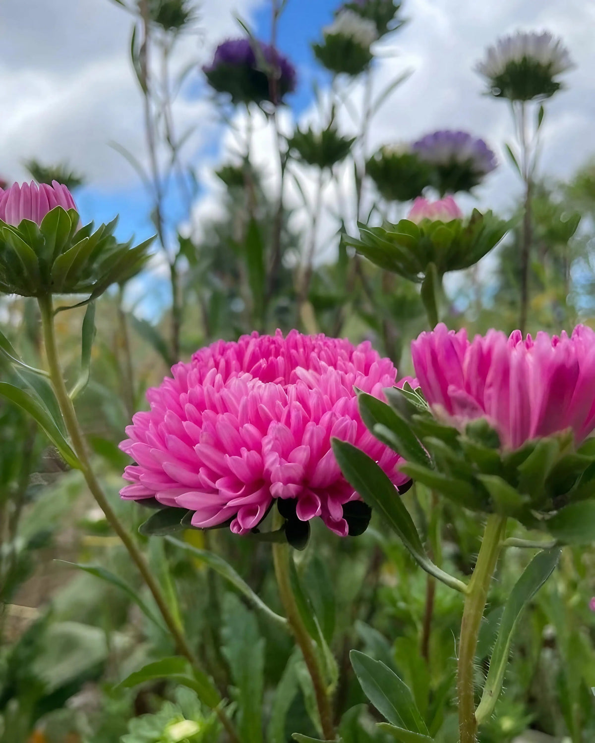Pink Aster Peony Mix flowers with a blue sky and purple flowers behind
