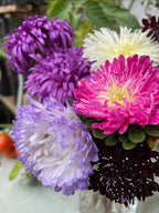 Bouquet of purple, pink, white and lavender Aster Peony Mix