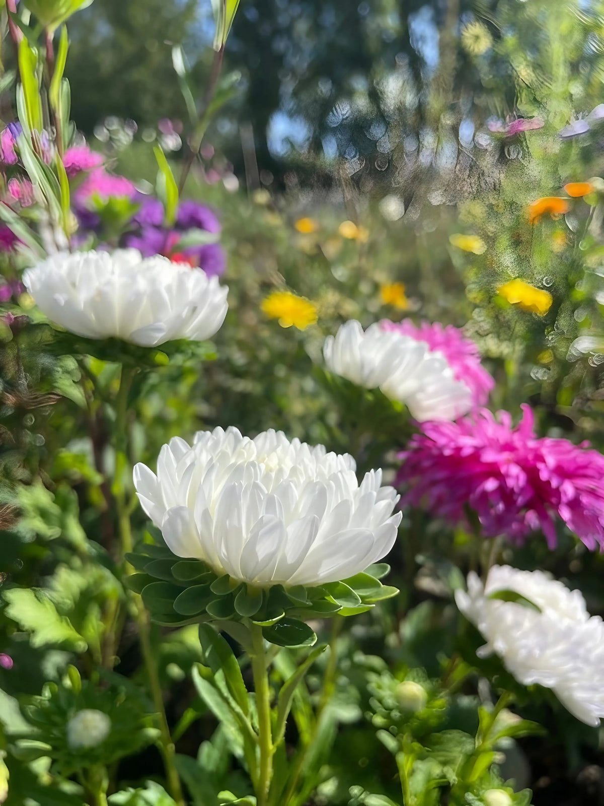 White, pink and purple Aster Peony Mix in a sunlit garden