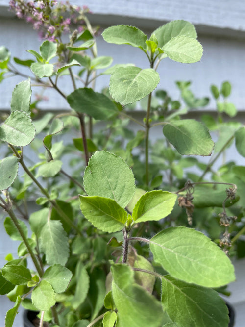 Close-up of Basil Holy Thai leaves and small purple flowers on a light wooden background