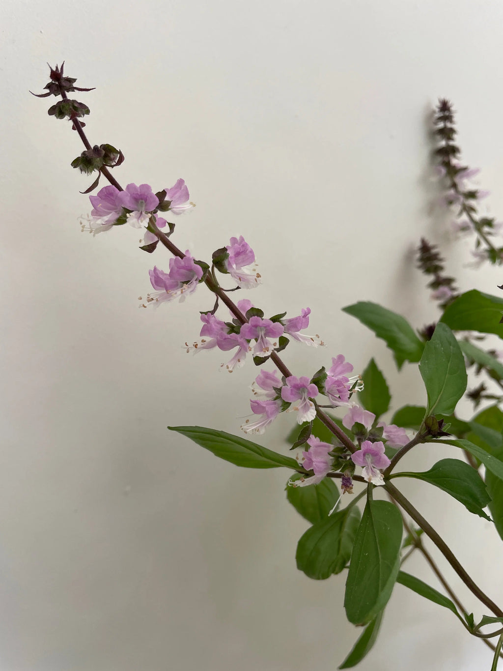 Basil Thai Large Leaf stem with light purple flowers on a white background