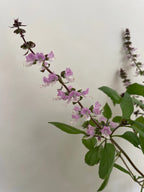 Basil Thai Large Leaf stem with light purple flowers on a white background