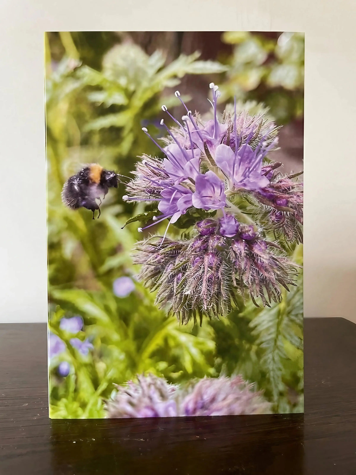 Bee with Phacelia card design – bumblebee hovering by a purple phacelia flower
