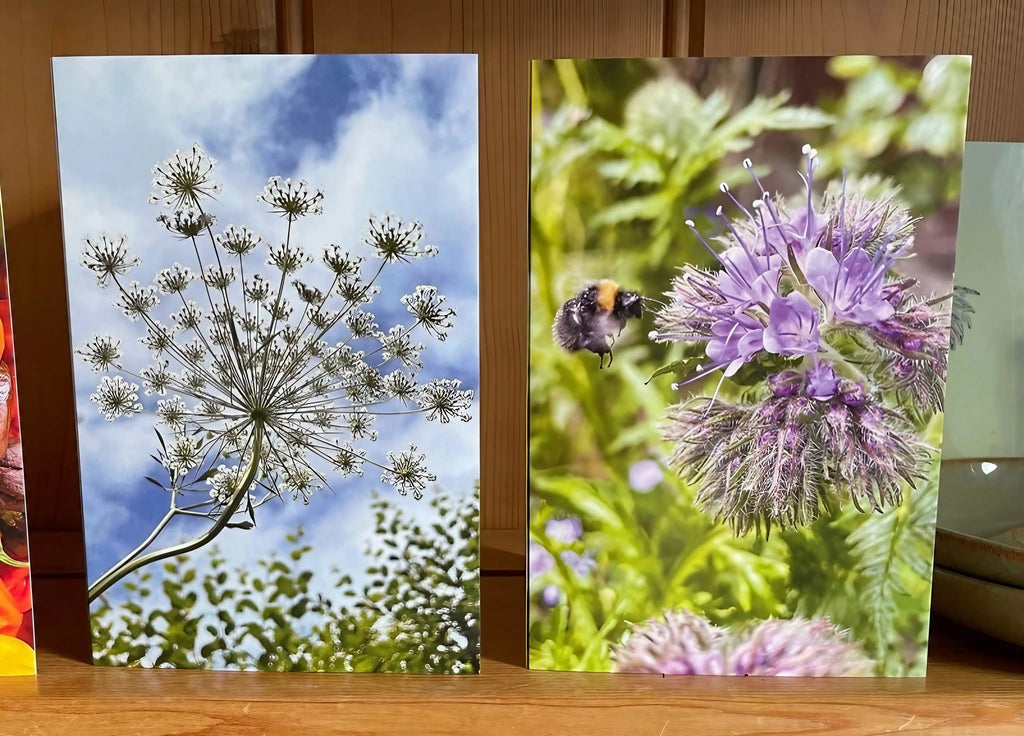Two greeting cards upright, white Ammi flowers on blue sky and a bumblebee with phacelia