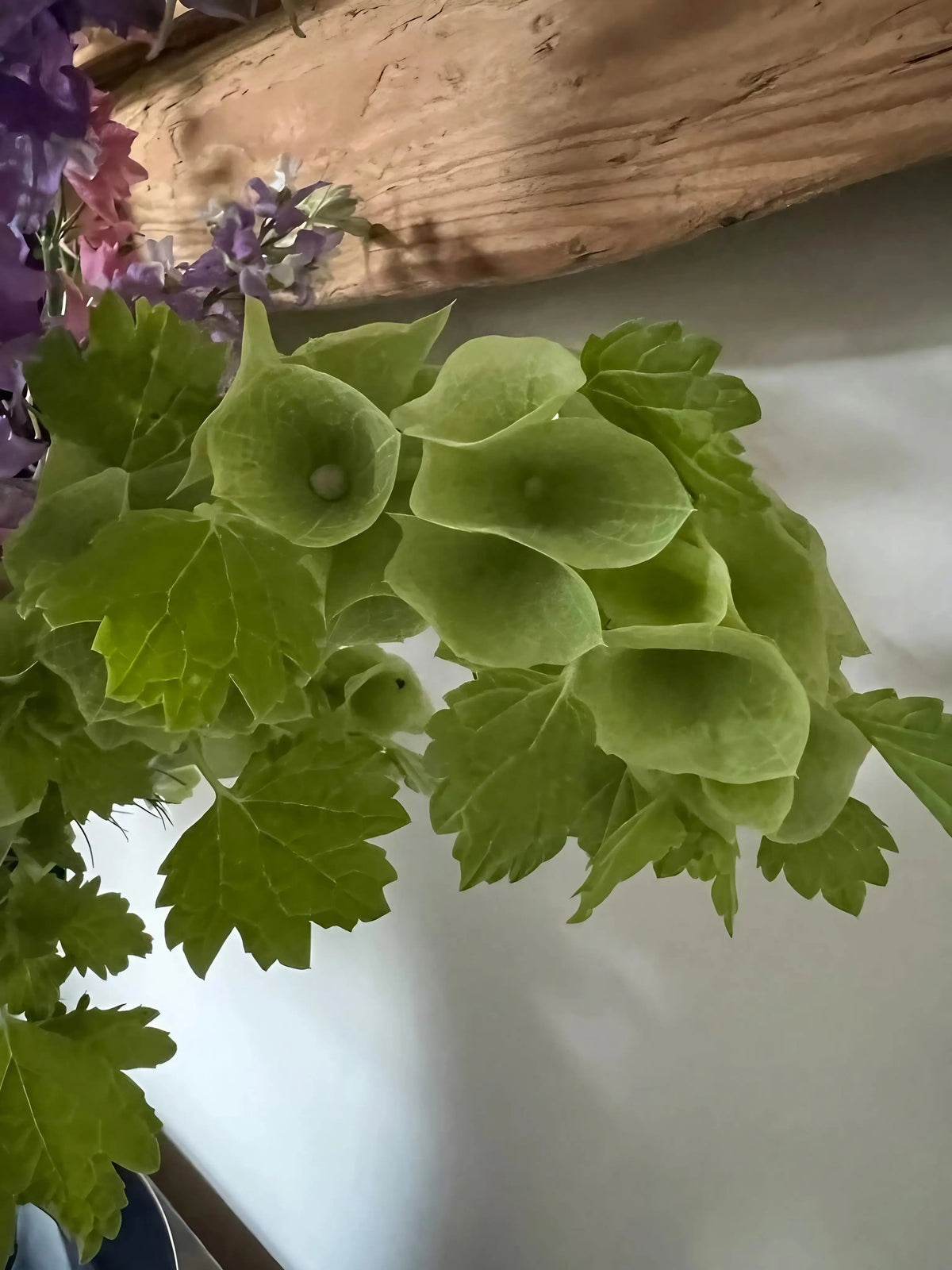 Close-up of green cup-shaped Bells of Ireland in a bouquet with purple flowers
