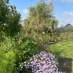 Tall heart-shaped steel stake among lilac asters in a sunny garden