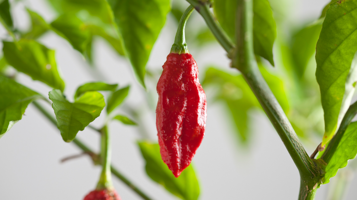 Single red Bhut Jolokia chilli hanging on the plant