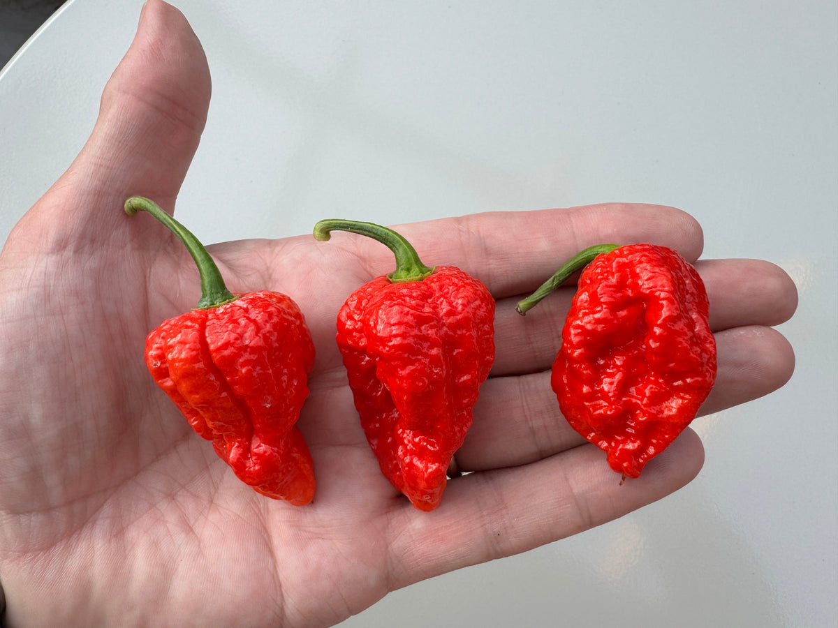 Close-up of three ripe Bhutlah Red chillies in the palm of a hand
