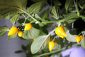 Biquinho Yellow chillies – small yellow teardrop pods hanging on the plant