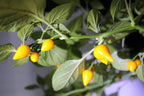 Yellow Biquinho chillies ripening among green leaves