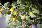 Plant laden with small round yellow Biquinho chillies and white flowers