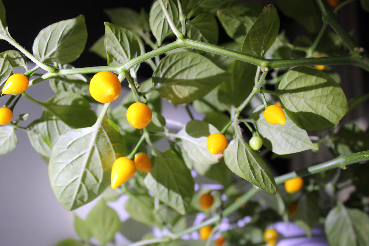 Plant laden with small round yellow Biquinho chillies and white flowers