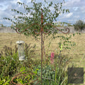Raw steel bird feeding stake with a hanging seed feeder beside a young tree