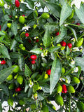 Birds Eye Baby Chilli